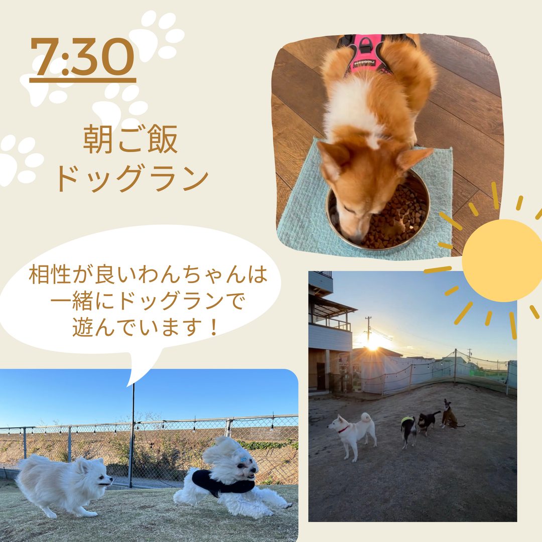 朝7:30 朝ごはんのあと、相性の良いわんちゃん同士でドッグランを走る様子