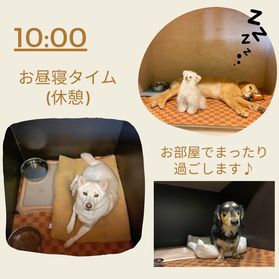 10:00 お部屋でまったり休憩しているわんちゃん