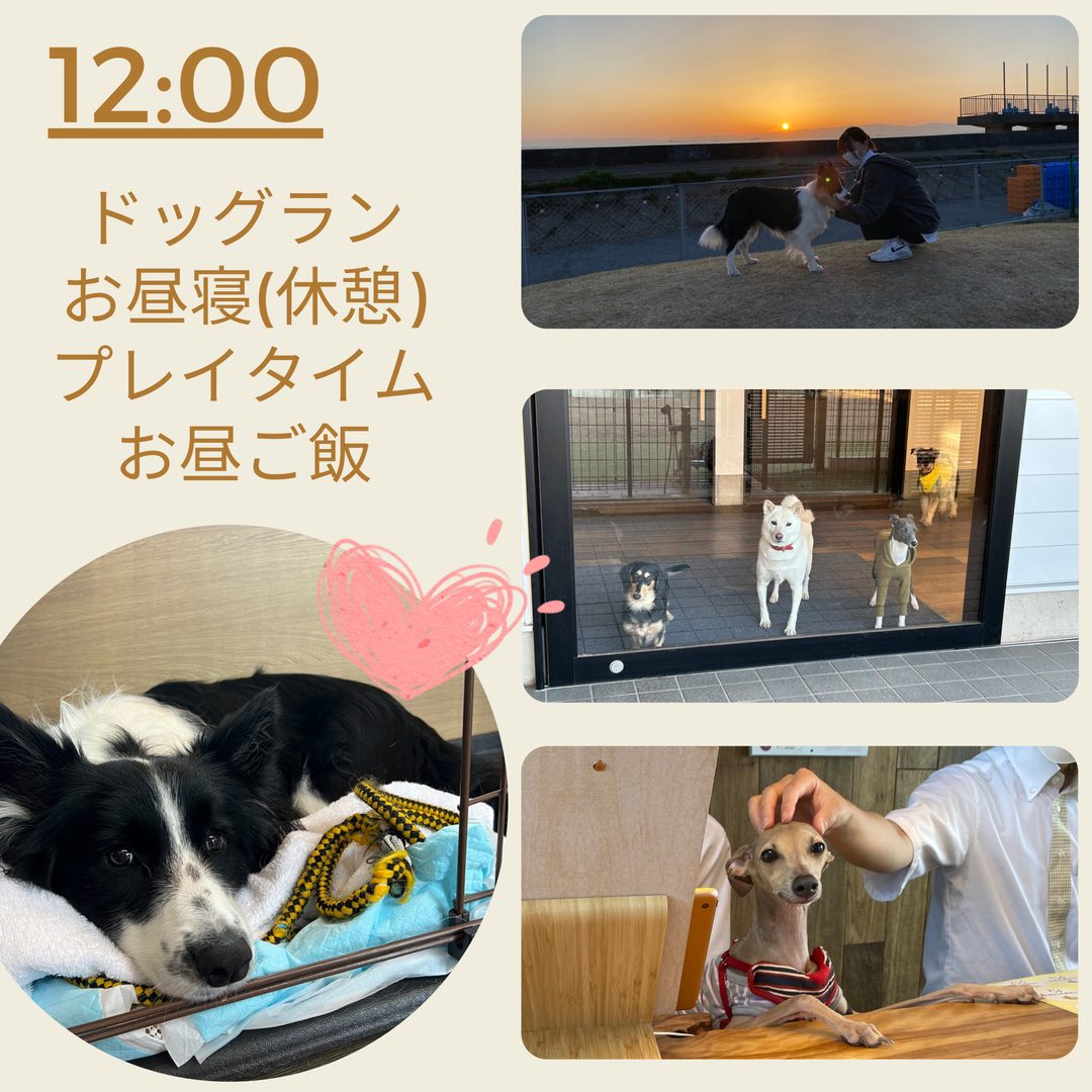 12:00 ドッグランでのプレイタイムとお昼ごはんの様子