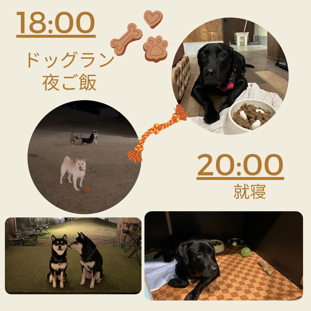 18:00 夕方のドッグランと夜ごはん、20:00 就寝の様子
