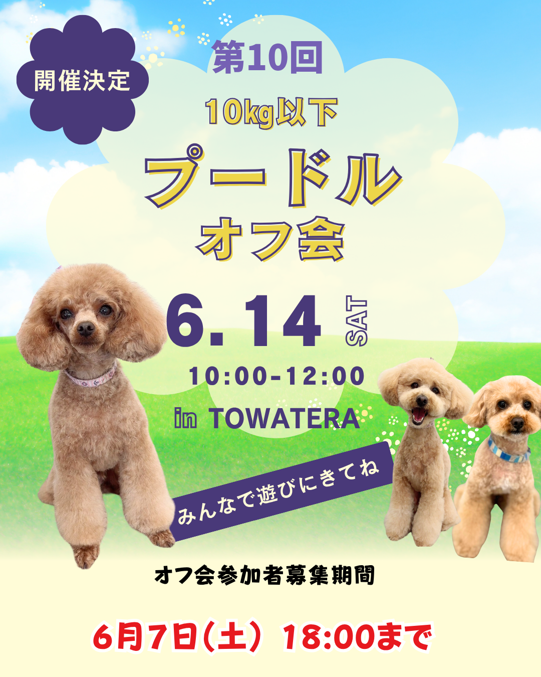 10kg以下のプードル　オフ会開催のご案内‼️